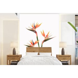 Bloemen - Oranje - Natuur - Planten - Behangpapier