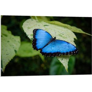 Forex - Blauwe Vlinder liggend op Groen Blad - 90x60cm Foto op Forex
