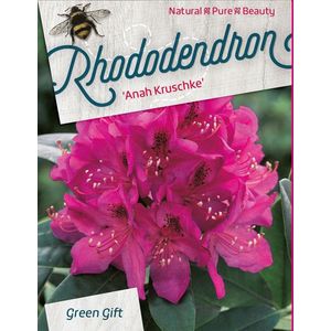 Rhododendron 'Anah Krusche' - 40-50 cm