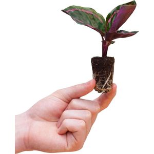PLNTS - Baby Calathea Roseopicta Dottie (Gebedsplant) - Kamerplant - Kweekpot 6 cm - Hoogte 15 cm