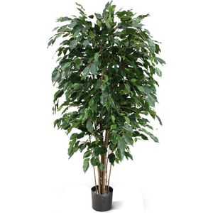 Ficus Exotica Deluxe 150cm groen