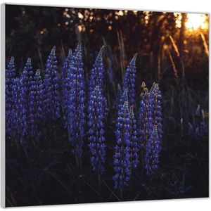Acrylglas –Luipine Plant met Zonsondergang– 100x100 (Met ophang)