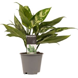 Aglaonema Maria ↨ 25cm - hoge kwaliteit planten