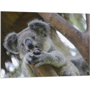 Vlag - Australische Koala in een Boom - 100x75 cm Foto op Polyester Vlag