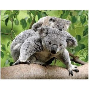 Dieren magneet 3D koalaberen