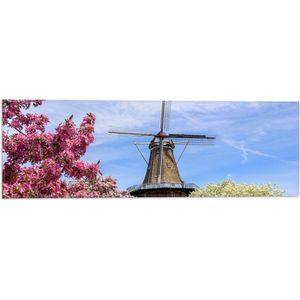 Vlag - Bloesembomen voor Traditione Molen in Nederland - 60x20 cm Foto op Polyester Vlag