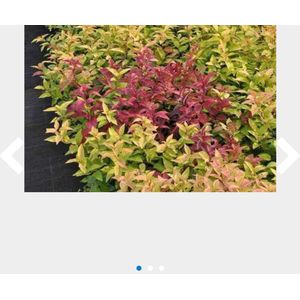 10 x Spiraea jap. 'Goldflame' - Spierstruik 25- 30 cm blote wortel 3/5T