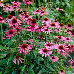 Rode zonnehoed (Echinacaea purpurea) - Roze Zonnehoed Magnus Roze - Echinacea - Vaste planten - Bijen-Vlinders - Snijbloemen - Zomerbollen