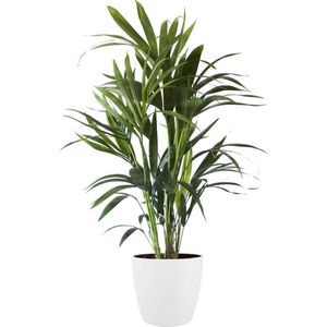 Goed & Groen - Kentia Palm in ELHO sierpot (Brussels Round wit) - ↨ 90cm - Potmaat 20 - Exclusieve Kwaliteit Planten - Kamer Plant - Kamerplanten - Sfeer - Interieur