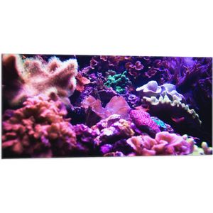 Vlag - Koraal - Onderwaterleven - Dier - Zee - Oceaan - Kleuren - 100x50 cm Foto op Polyester Vlag