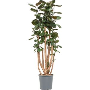 Aralia polyscias fabian Vertakt 160cm