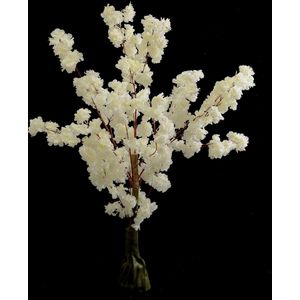 Witte Japanse bloesemboom – Bloesem – 1,20 Meter – Wit kleur