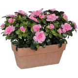 Mica Decorations Azalea Kunstplant in Balkonbak Slate - L29 x B13 x H27 cm - Roze