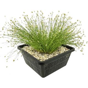 vdvelde.com - Naaldgras - 4 stuks - 1 Vijvermand - Eleocharis Acicularis - Zuurstofplant - Volgroeide hoogte: 20 cm - Plaatsing: -1 tot -20 cm