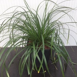 6 stuks Carex oshimensis Evergreen (Zegge), 2 liter pot 20cm - Carex - Siergras - Bamboe en Siergrassen
