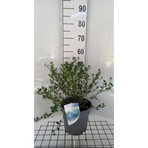 2 x Ceanothus impr. 'Victoria' - Amerikaanse Sering , Sikkelbloem 50- 60 cm in pot