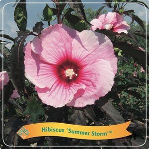 Plantenboetiek.nl | Hibiscus 'Summer Storm' - Ø25cm - 35cm hoog - Tuinplant
