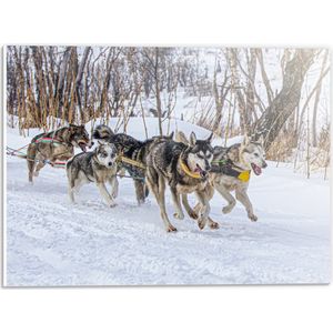 PVC Schuimplaat- Groep Slee-honden in Sneeuwlandschap - 40x30 cm Foto op PVC Schuimplaat