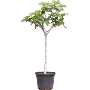 Vijgenboom 12/14 cm Ficus carica 137,5 cm boom