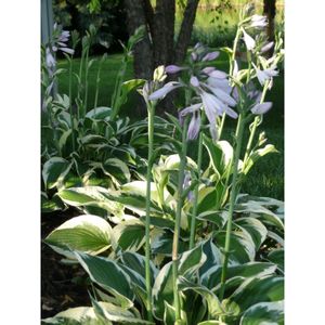 Hosta 'Patriot' (Hosta Patriot) - Witte - Hartlelie (Potplant) - Vaste planten - Bijen-Vlinders - Snijbloemen - Zomerbollen