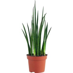 PLNTS - Sansevieria Fernwood Mikado - Kamerplant - Kweekpot 12 cm - Hoogte 30 cm