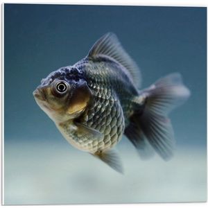 WallClassics - PVC Schuimplaat - Vis in het Water - 50x50 cm Foto op PVC Schuimplaat (Met Ophangsysteem)
