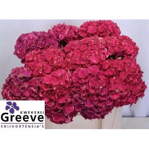 5x Hydr.magical ruby glow 50cm