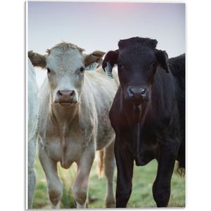 PVC Schuimplaat- Aankijkende Zwarte en Witte Koe in de Wei - 30x40 cm Foto op PVC Schuimplaat