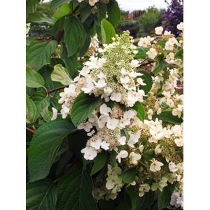 Plants Online - Tuinplanten - Heesters - Set van 1 - Hydrangea paniculata 'Grandiflora' - 5 liter pot - Plant 40-50 cm