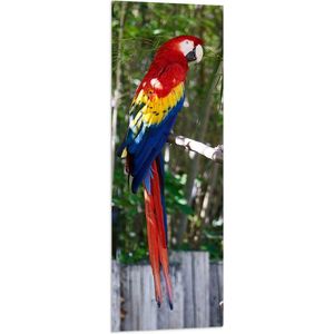 WallClassics - Vlag - Rode Ara Papegaai met Gele en Blauwe Veren - 40x120 cm Foto op Polyester Vlag