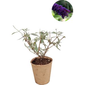 Buddleja davidii 'Black Knight' | Blauw/paarse vlinderstruik