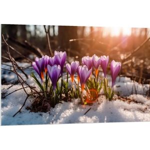 PVC Schuimplaat - Wit met Paarse Crocus Bloemen in Besneeuwd Bos met Zonnestralen - 120x80 cm Foto op PVC Schuimplaat (Met Ophangsysteem)