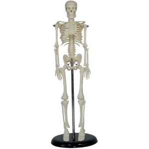 Anatomisch model van het menselijk skelet - 42 cm - Mini Skelet - Anatomie kado