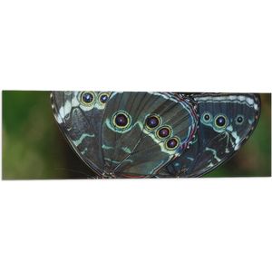 WallClassics - Vlag - Morpho Vlinder op Donkergroen Blad - 90x30 cm Foto op Polyester Vlag