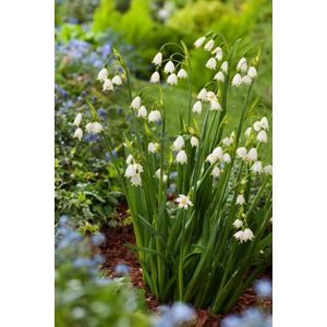 Leucojum aestivum 'Gravetye Giant' Bol 100 Stuks