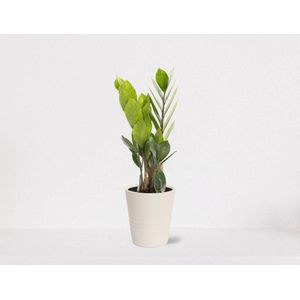 Zamioculcas in sierpot Babe creme – luchtzuiverende kamerplant – eenvoudig te onderhouden emerald palm - 30-40cm - Ø13 – geleverd met plantenpot – vers uit de kwekerij