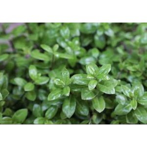 2 x Pittosporum ten. 'Golf Ball'® - Australische Laurier 30- 40 cm in pot
