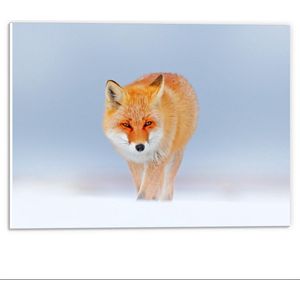 Forex - Vos in de Sneeuw - 40x30cm Foto op Forex