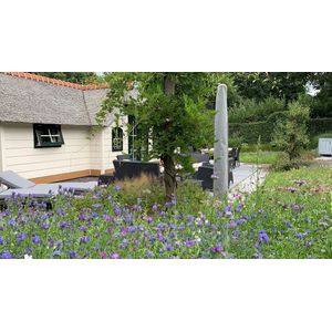 Veldbloemen zaad - Blauwe tinten 1 kilo - 500 m2 - korenbloem - lamsoor - grote leeuwebek - bijen - vlinders - insecten