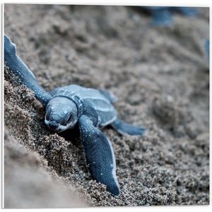 PVC Schuimplaat - Baby Schildpadden in het Zand - 50x50 cm Foto op PVC Schuimplaat (Met Ophangsysteem)