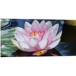 PVC Schuimplaat- Bloem - Water - Waterlelie - Roze - 100x50 cm Foto op PVC Schuimplaat