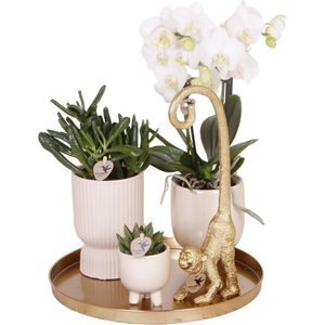 Kado Tip! Planten Set Luxury Living,Sneeuwwitte Orchidee Ø9cm, Groene Succulent Ø6cm, Decoratief Ornament, Travertine Potten, Dienblad
