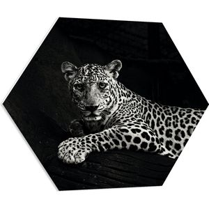 PVC Schuimplaat Hexagon - Panter met Grote Klauwen Liggend op Boomstam (Zwart- wit) - 70x60.9 cm Foto op Hexagon (Met Ophangsysteem)
