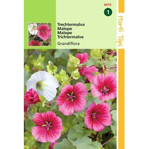 2 stuks - Hortitops - Malope Trifida Grandiflora Gemengd