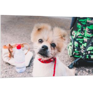 WallClassics - PVC Schuimplaat- Puppy met Rood Halsbandje Kijkend in Camera - 120x80 cm Foto op PVC Schuimplaat