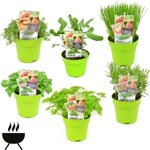 Kruidenmix - Mix van 6 kruidenplanten speciaal voor bij de barbecue - BBQ kruiden