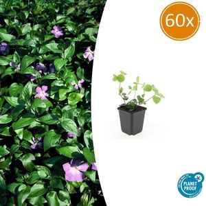 Tuinplantenshop.com | Vinca major | 60 stuks - Ø9cm - 10-25cm hoog - Tuinplant