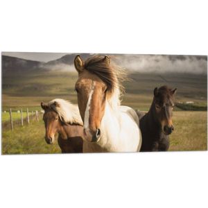 WallClassics - Vlag - Drie Paarden op een Heuvel - 100x50 cm Foto op Polyester Vlag