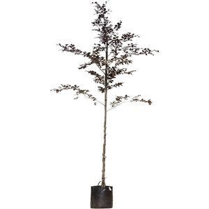 Rode beuk | Fagus syl. 'Atropunicea' 10-14 cm | Bomenbezorgd.nl