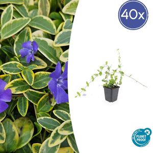40 Stuks Maagdenpalm Blue and Gold, Bont Blad met Blauw Violette Bloemen, Vinca minor - 10-25cm - Ø9cm